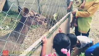 preview picture of video 'Keren WISATA BARU KEBUN BINATANG DI MUARA TEMBESI  Batang Hari  Jambi'