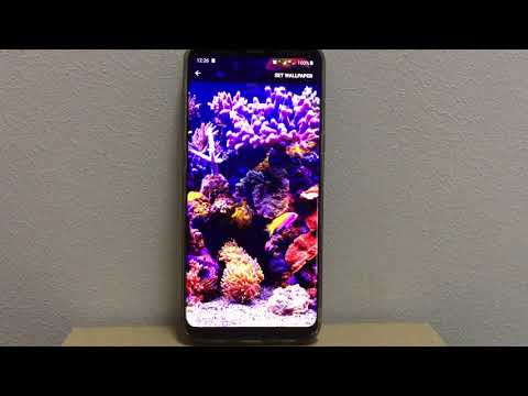 Real Aquarium Live Wallpaper