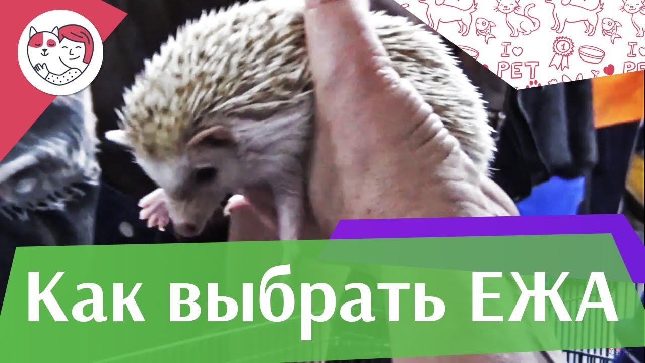 Правила выбора ежа на ilikepet