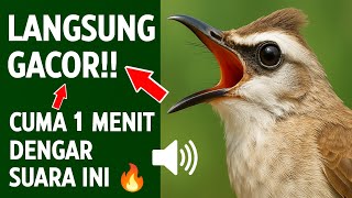 Download lagu Suara trucukan gacor ropel ngalas buat pancingan trucukan agar bunyi jadikan burung trucuk gacor mp3 Download lagu Suara trucukan gacor ropel ngalas buat pancingan trucukan agar bunyi jadikan burung trucuk gacor mp3