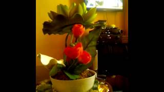 Download lagu Ayang Ayang tausug song mp3 Download lagu Ayang Ayang tausug song mp3