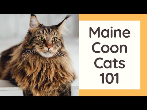 Maine Coon Cats 101 - Cat Breed And Personality