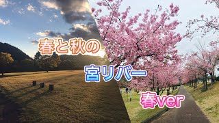 【三重県度会町】宮リバー春の桜編！結婚したら遊びに連れていってくれなくなった冷たい旦那です(笑)