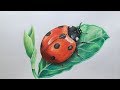 Ladybug Drawing in Color Pencils | Realistic Ladybug Drawing | Faber Castell Polychromos