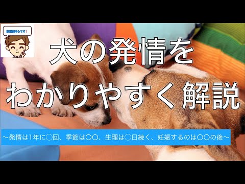 雌犬は発情後何日で繁殖できるのでしょうか?