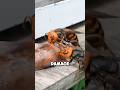 The Murder Hornets Japanese Giant Hornet Facts Animalfacts Wildlife