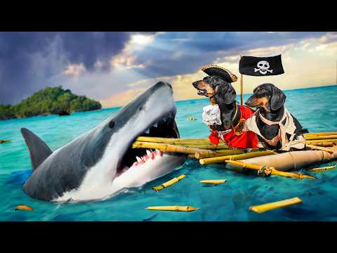 Dachshunds of the Caribbean: Fish Feed!