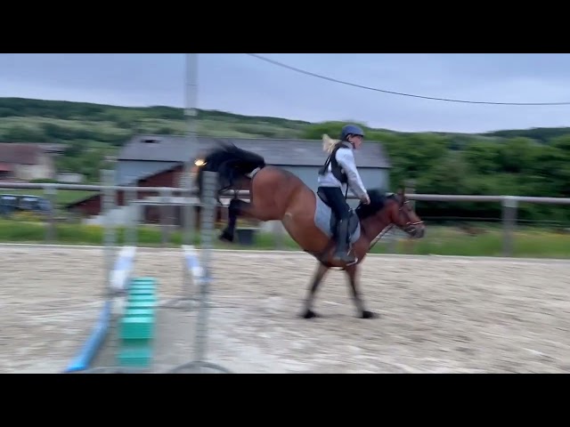 Top Poney de sport pour cso