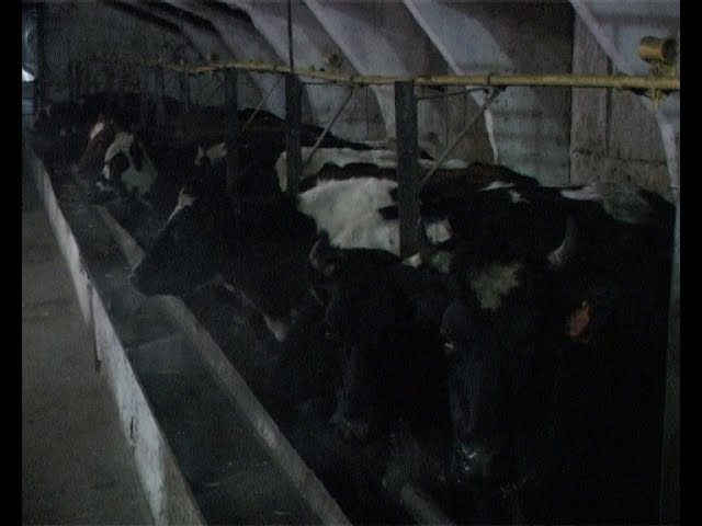 Хозяйство прежнее – инвестор новый