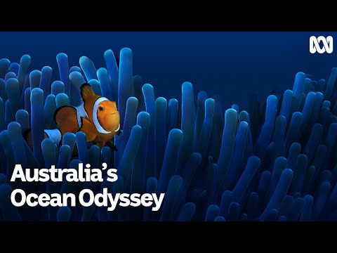 Australia's Ocean Odyssey: a journey down the East Australian Current | First Look