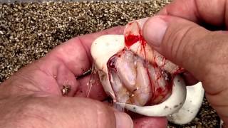 SO HET PIED DID PROVE OUT! ALSO, ALBINO CLUTCH!