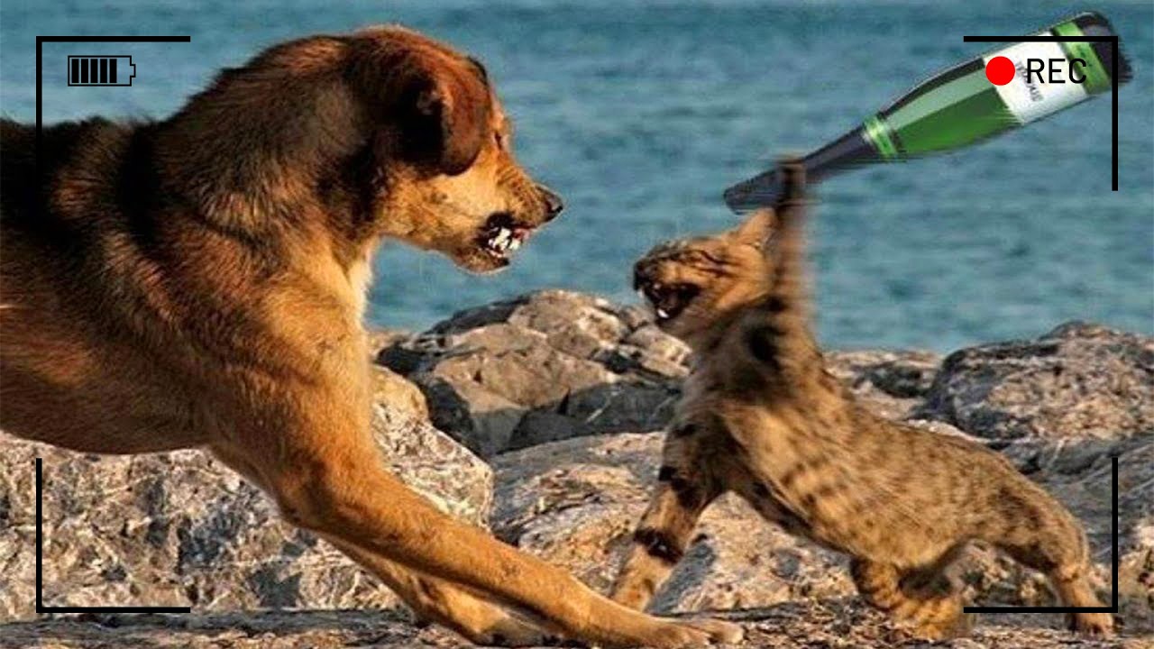 القطط والكلاب غريبة أحيانًا... وهذه المشاهد تثبت ذلك! لولا وجود كاميرات المرا?