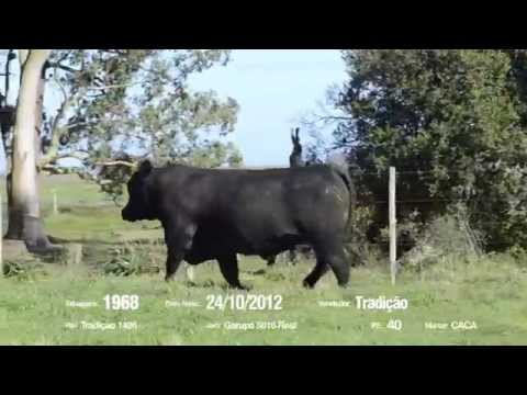 14º Remate Só Angus - Tradição. Tat.: 1968