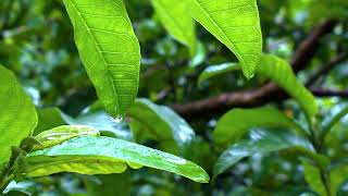 Rain Forest | 5 Hours | Study | Sleep | Meditate | Focus