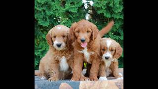 Video preview image #1 Goldendoodle Puppy For Sale in LITITZ, PA, USA