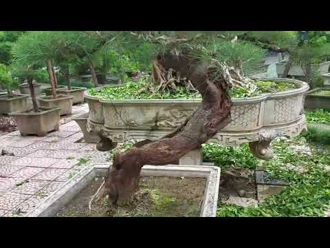 SH.379.Vườn cảnh.Hải Thịnh.101 xuân La.Tây Hồ. Hà Nội.