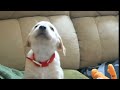 Golden Retriever Puppy Barking