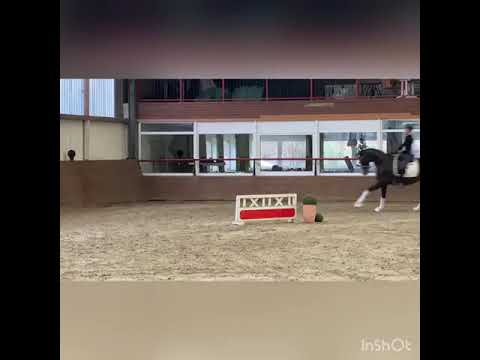 Feingold Stute von Feinrich/Weltregent