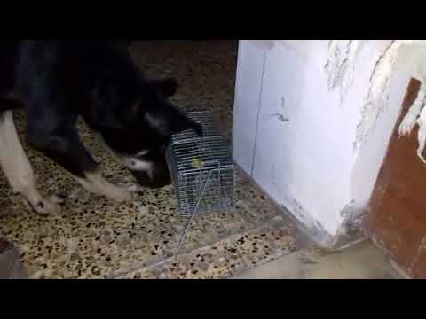 A handsome Street dog name Flash