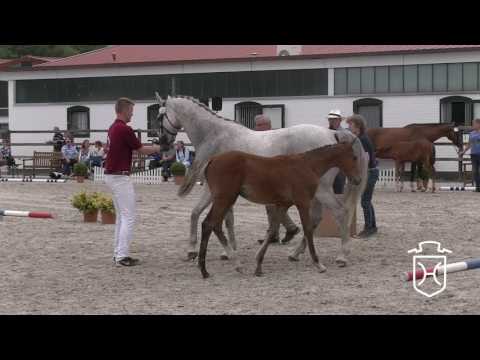 Holsteiner Fohlenchampionat der Hengststation Maas J. Hell 2017 - Hengstring
