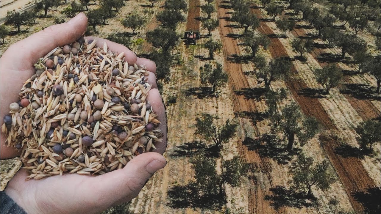 An organic NO-TILL olive grove, is it possible? - Sowing cover crop