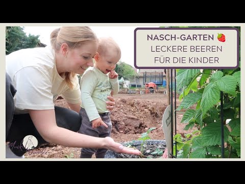 Snack garden 🍓 Delicious berries for the kids | Garden design | Berries from your own garden