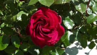 It aint no fun to be in San Antonio