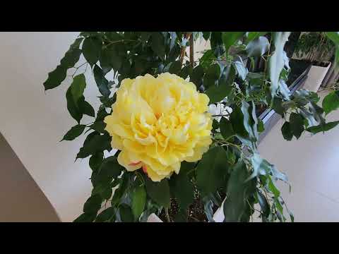 صورة مصغرة لفيديو العقار