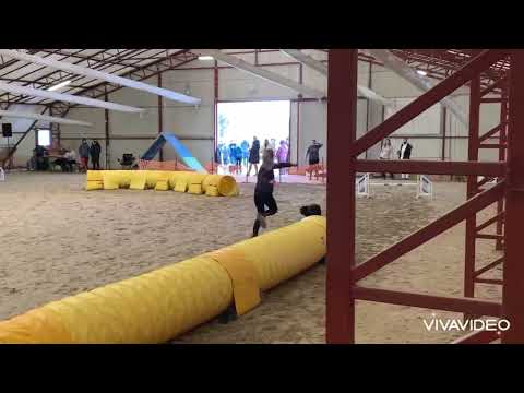 “Jégvirág” Agility Verseny 2022 - Zeke -