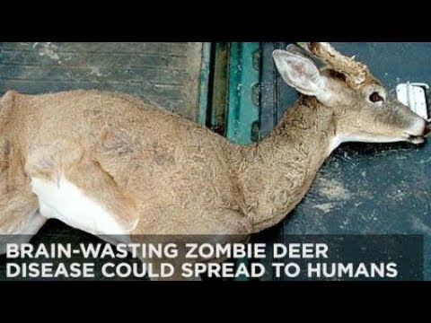 Zombie deer disease NO vaccines always fatal poses threat to humans Breaking February 2019 News Video