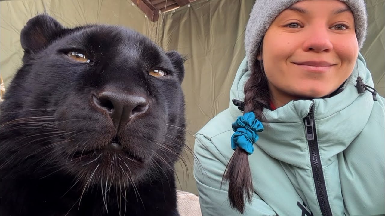A conversation with Luna the panther and Vika 😸(ENG SUB)