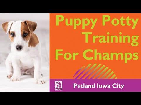 Puppy Potty Training For Champs