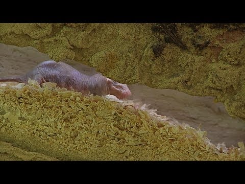 Der Nacktmull ist los!