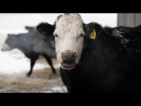 Through the lens: Winter time in Iowa