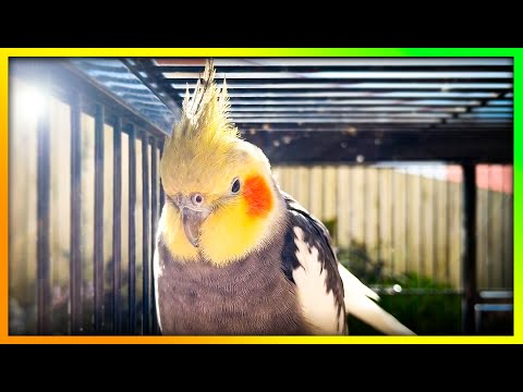 This is So Much Fun for Your Bird | The Bird Sanctuary | 3hr 30min