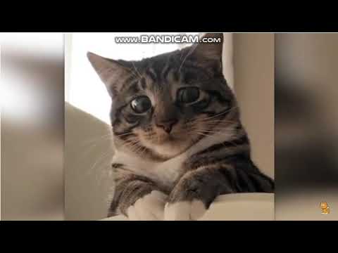 Konuşan Kediler 29-En komik kedi videoları