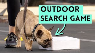 Outdoor Nosework Training: Fun Search Game for Dogs