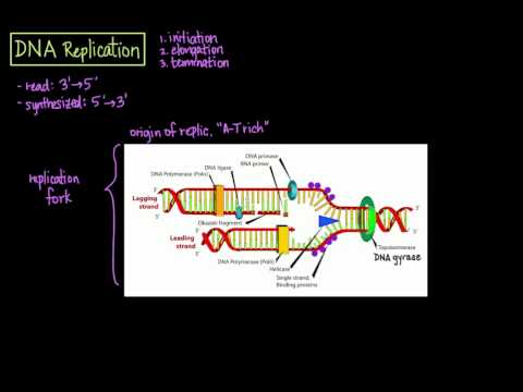 DNA Replication