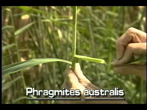 How to identify common reed Phragmites australis - YouTube