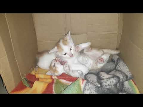 Cute Kittens Playing