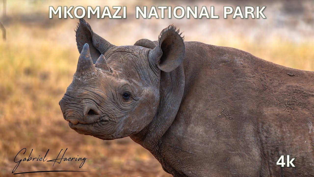Slide show fotografia wildlife Africa