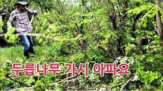 두룹나무 키가크서 두릅 따기 힘들면 두릅나무 정지작업 가지치기 하세요