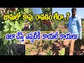 జామలో కాపు రాకుంటే ఇలా చేయండి How To Grow Jama Fru