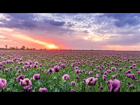 Stunning Flowers 🌷 Amazing Nature Scenery & The Best Relax Music | kalm