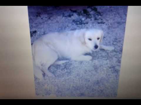 il  volto   di  Gesu'  apparso nel  cielo .. vania  trabucco