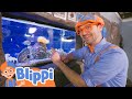 Blippi Explores The Aquarium Blippi Adventure Time Learn Explore With Blippi