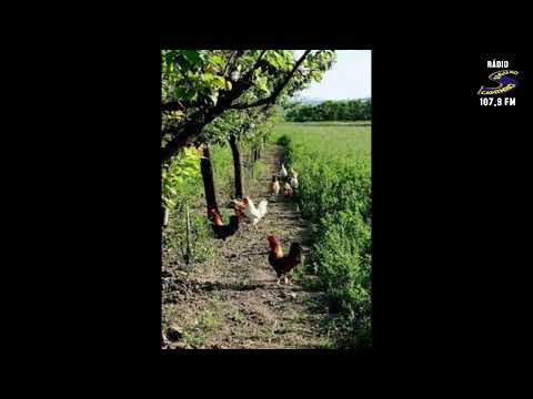 Programa: Caminho da Roça - 21/01/26 - Parte 1 - Apresentação: Paulinho