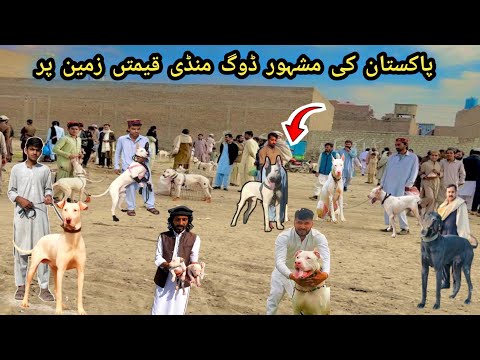 Pakistan Ki Sab Say Mashoor Kohat Dog Mandi 07-09-2025 | Sunday Dog Market New Updates | Pk Animals