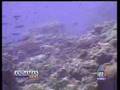 Coral reefs destroyed by Crown of Thorns Starfish ...