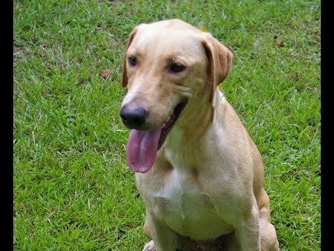 Sandy #23, an adopted Yellow Labrador Retriever in Killingworth, CT_image-1